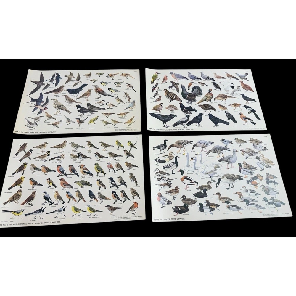 The Royal Society for protecting birds 4 Posters England 12.5"x8.5" Variety Vtg